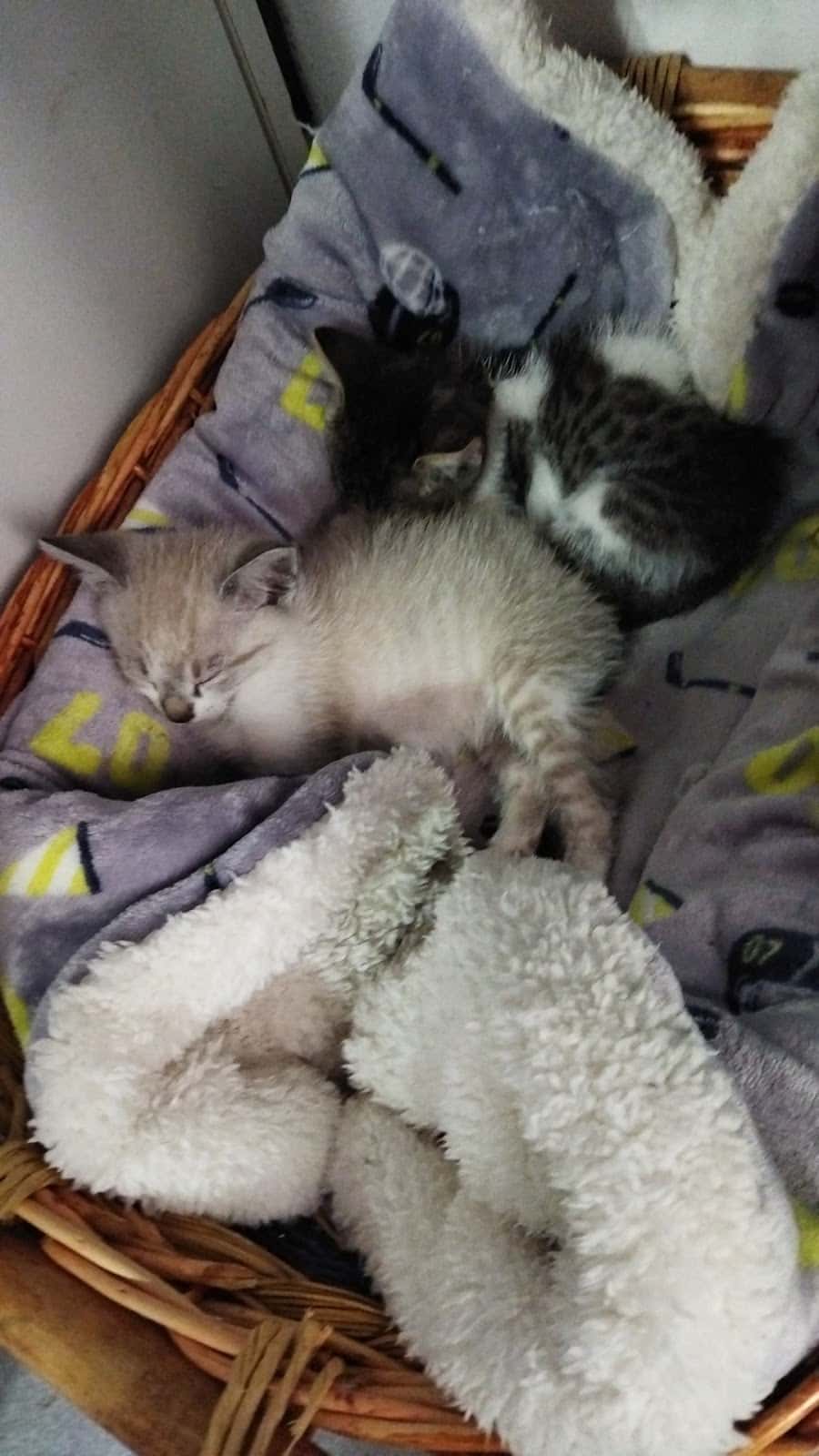 CLINICA VETERINARIA CAMPOAMOR