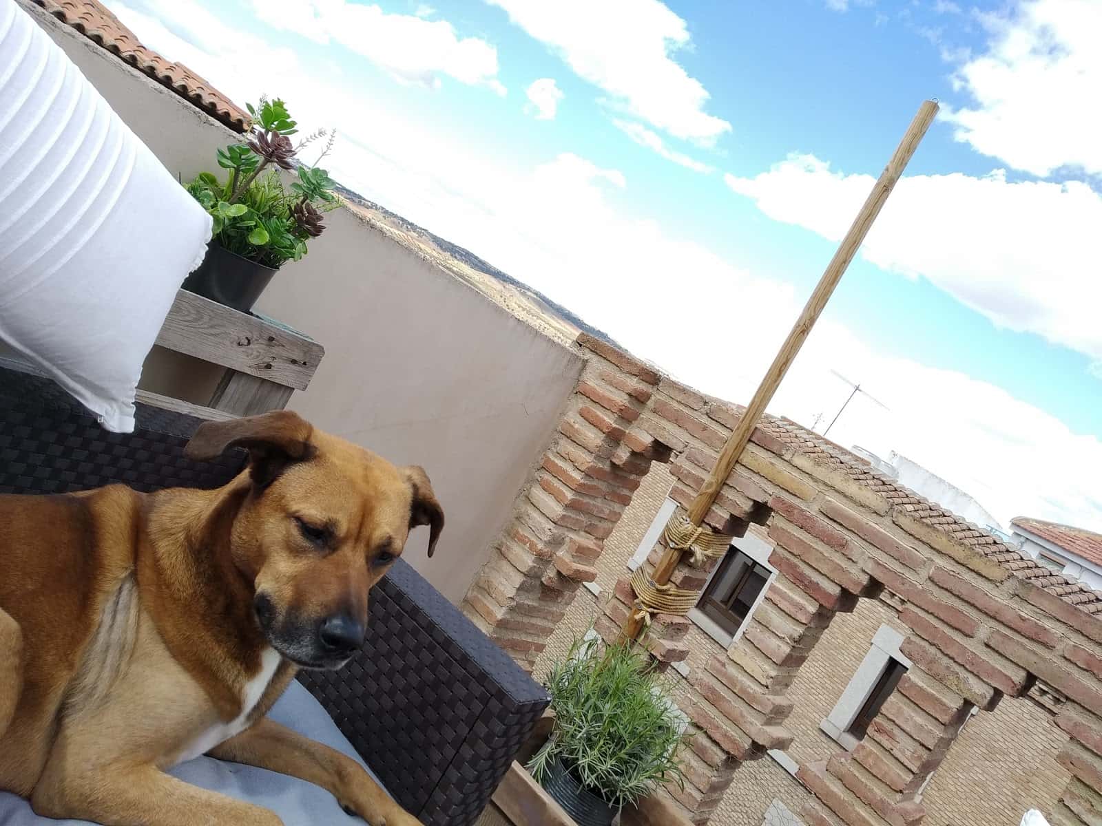 Clínica Veterinaria Albéitar