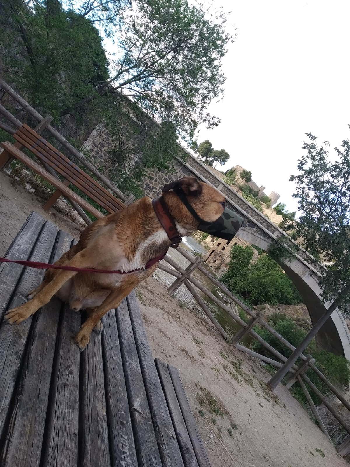 Clínica Veterinaria Albéitar