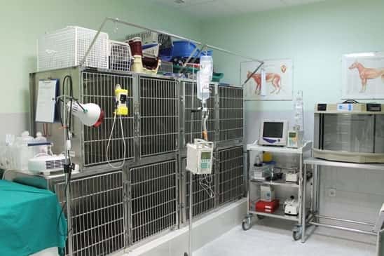 Clínica Veterinaria San Francisco de Asís