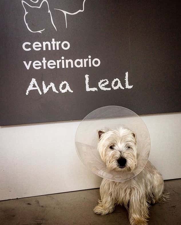 Centro Veterinario Leal Márquez