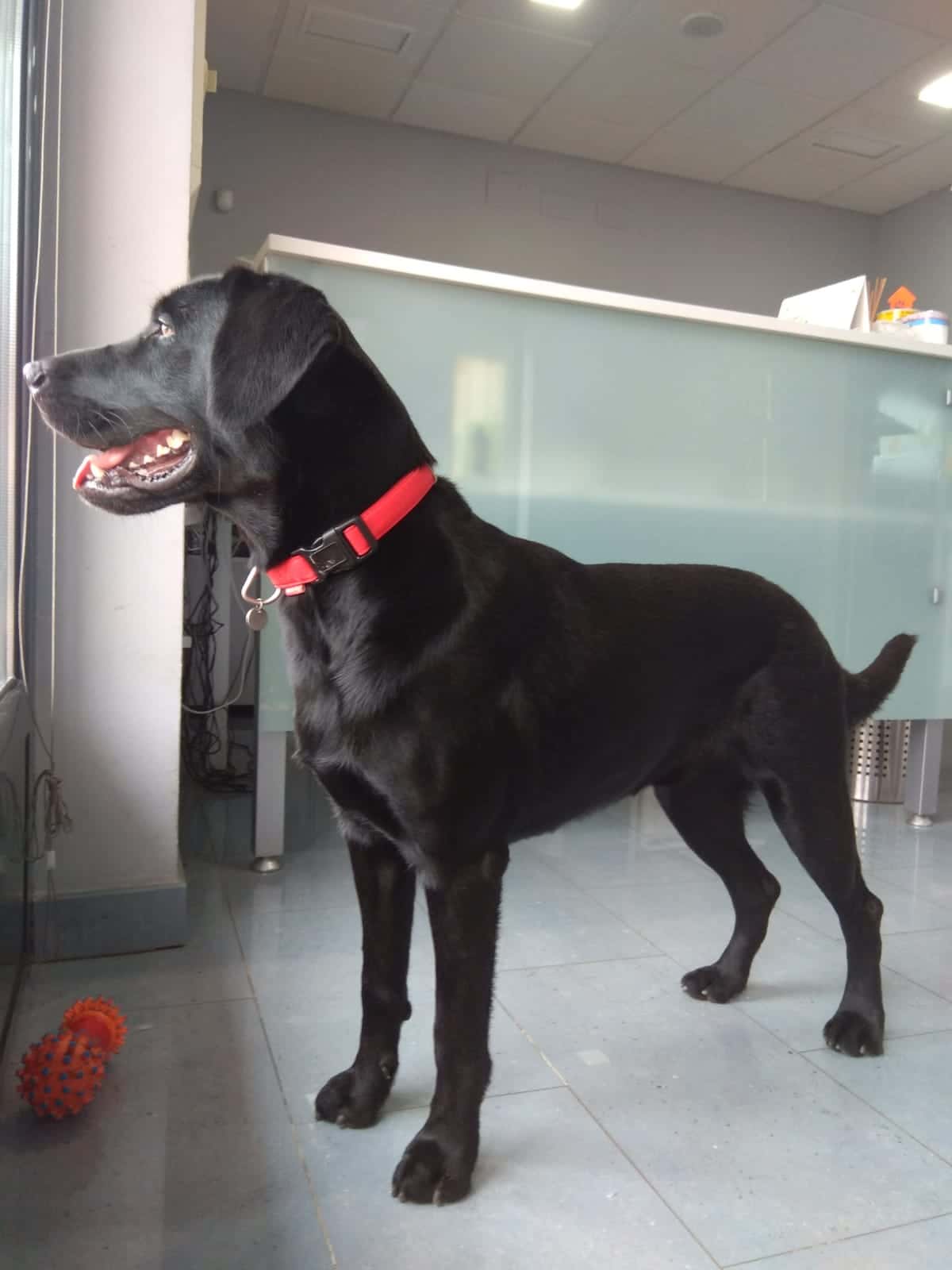 clinica veterinaria vinuales veterinario clinica barrio oeste en caceres en caceres principalImage ADOPTA Sitios Pet Friendly