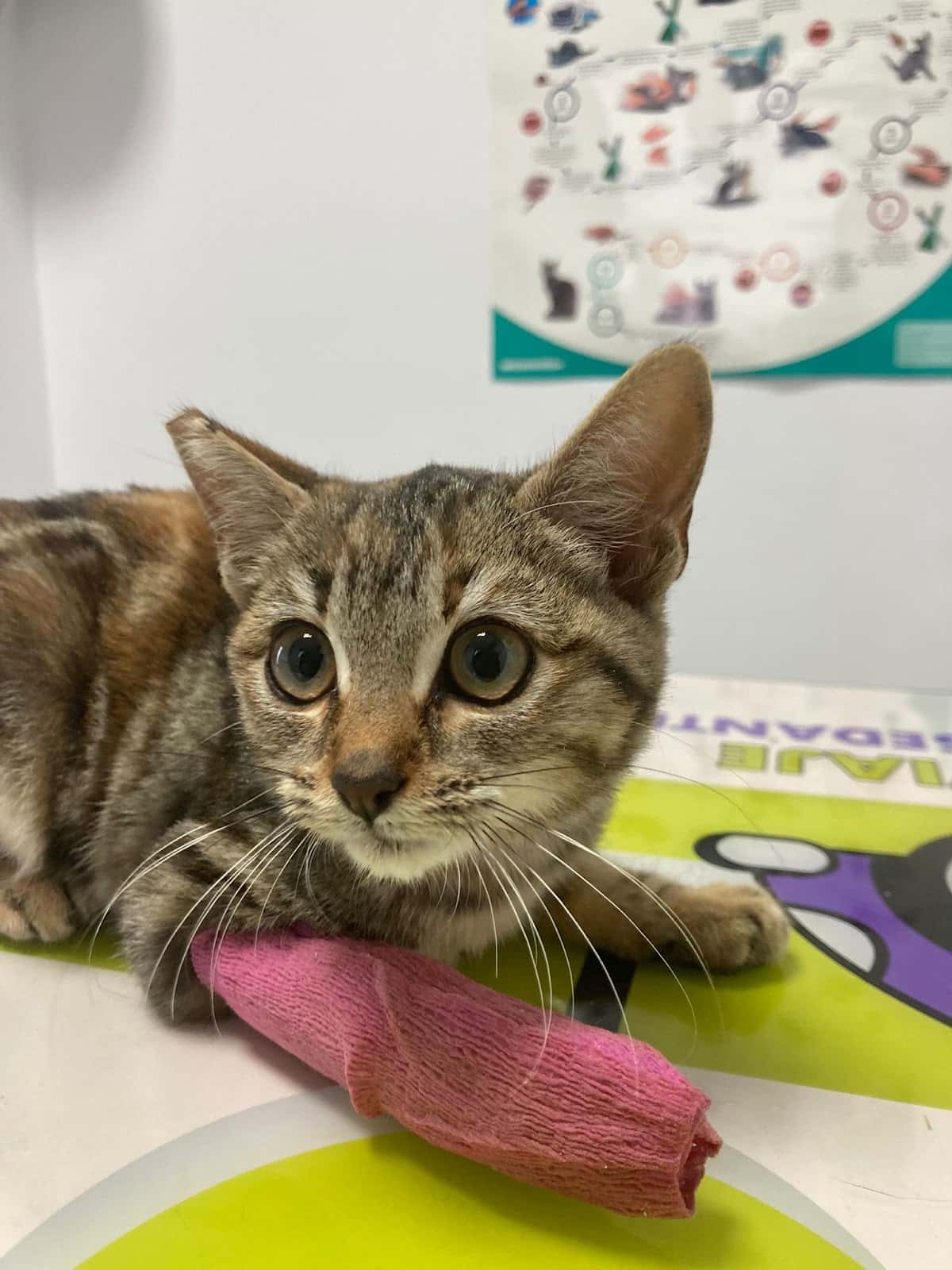 Clínica veterinaria Venalvet
