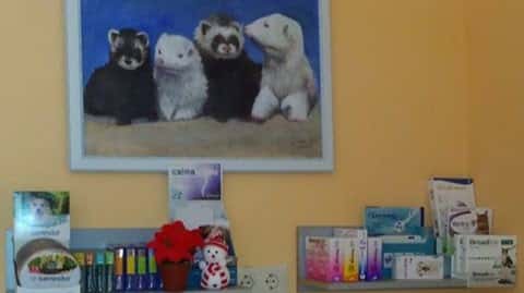clinica veterinaria huellas  jarandilla de la vera veterinario clinica en jarandilla de la vera en caceres principalImage ADOPTA Sitios Pet Friendly