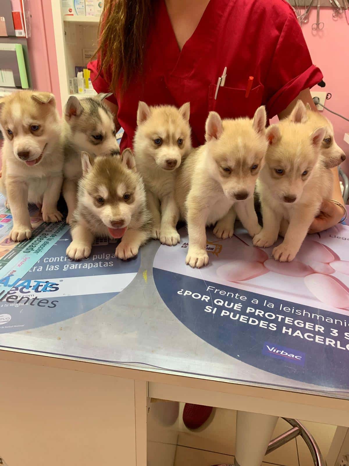 CLÍNICA VETERINARIA JARAÍZ DE LA VERA FÁTIMA PAREDES