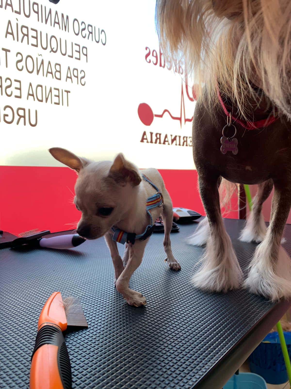 CLÍNICA VETERINARIA JARAÍZ DE LA VERA FÁTIMA PAREDES