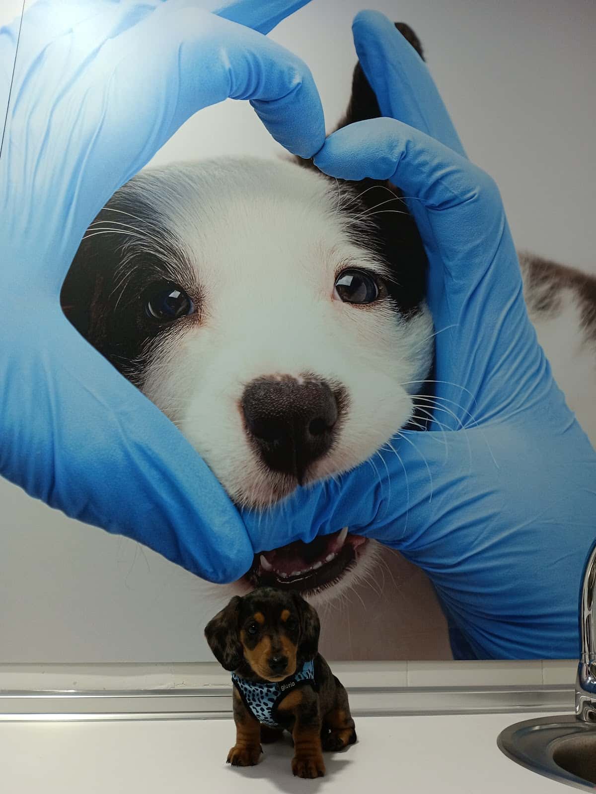 Consulta Veterinaria Paterna