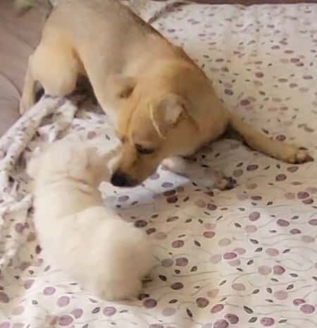 Consulta Veterinaria Paterna