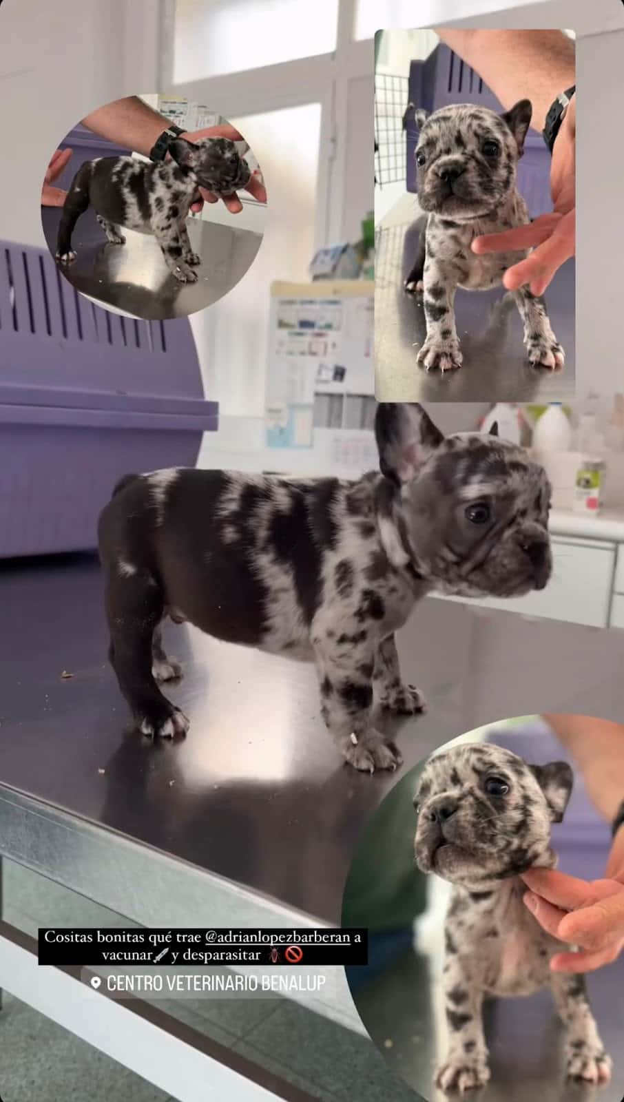 Clinica Veterinaria Benalup