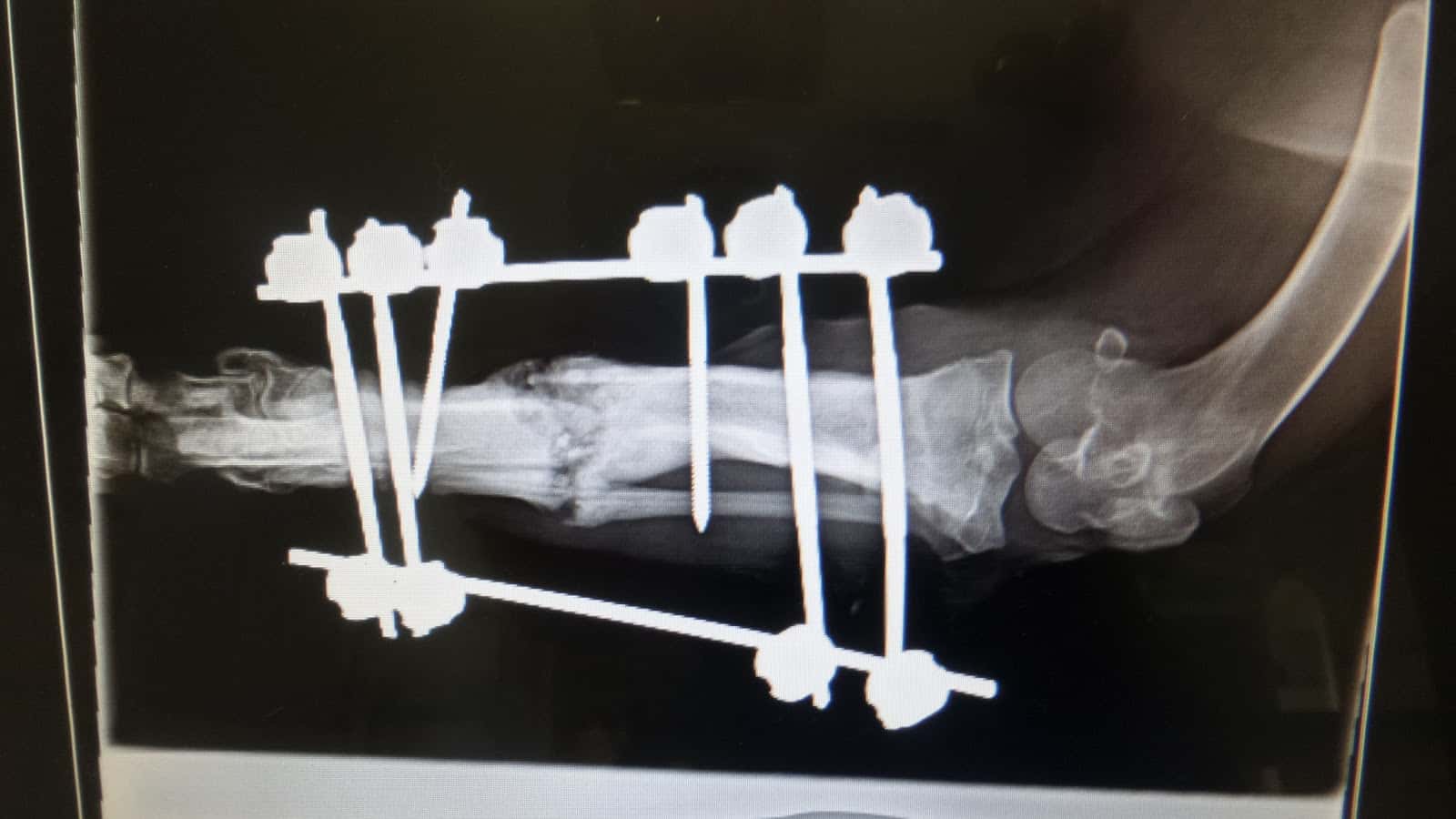 Clinica Veterinaria Benalup