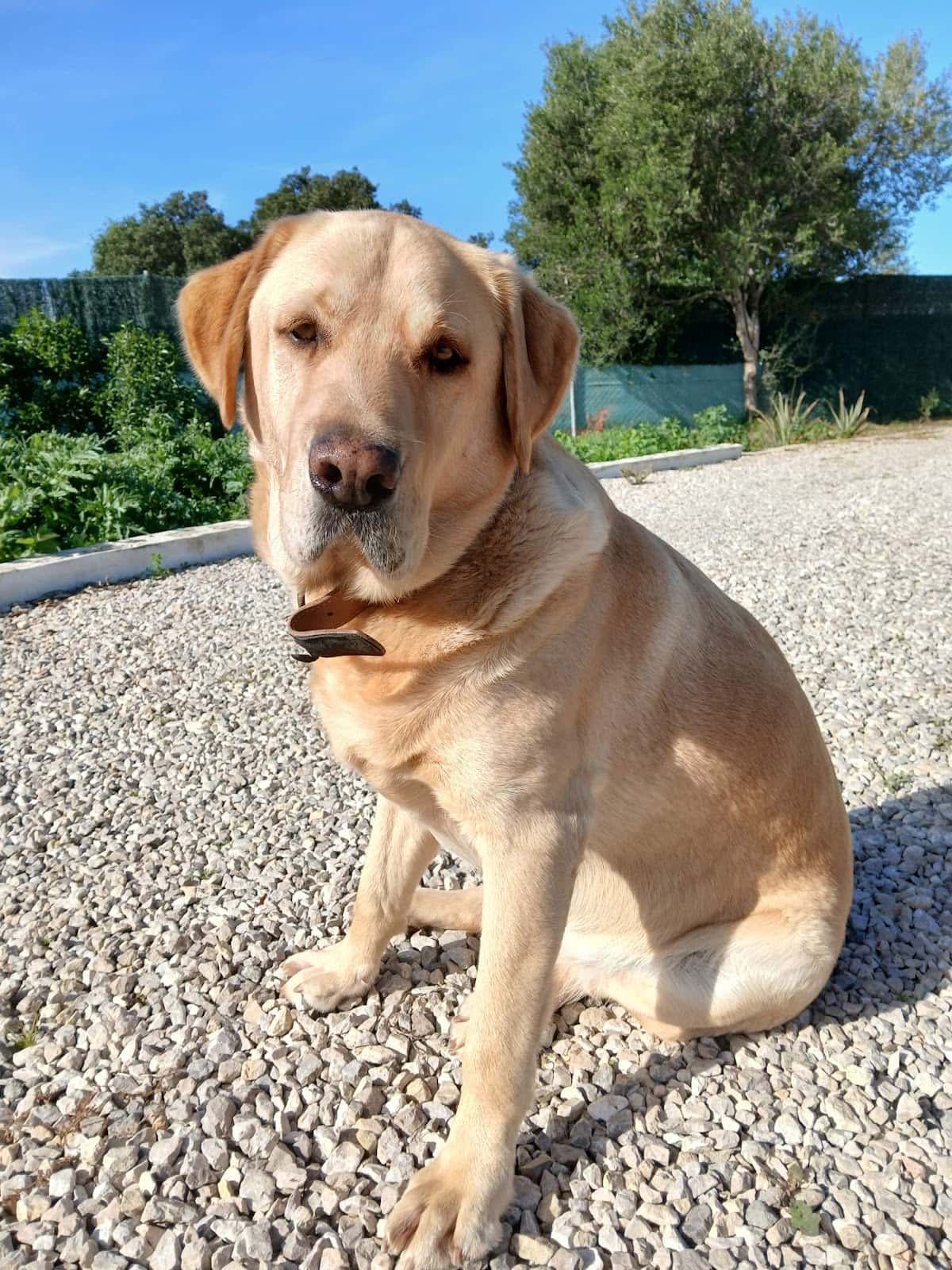 Centro Veterinario Europa