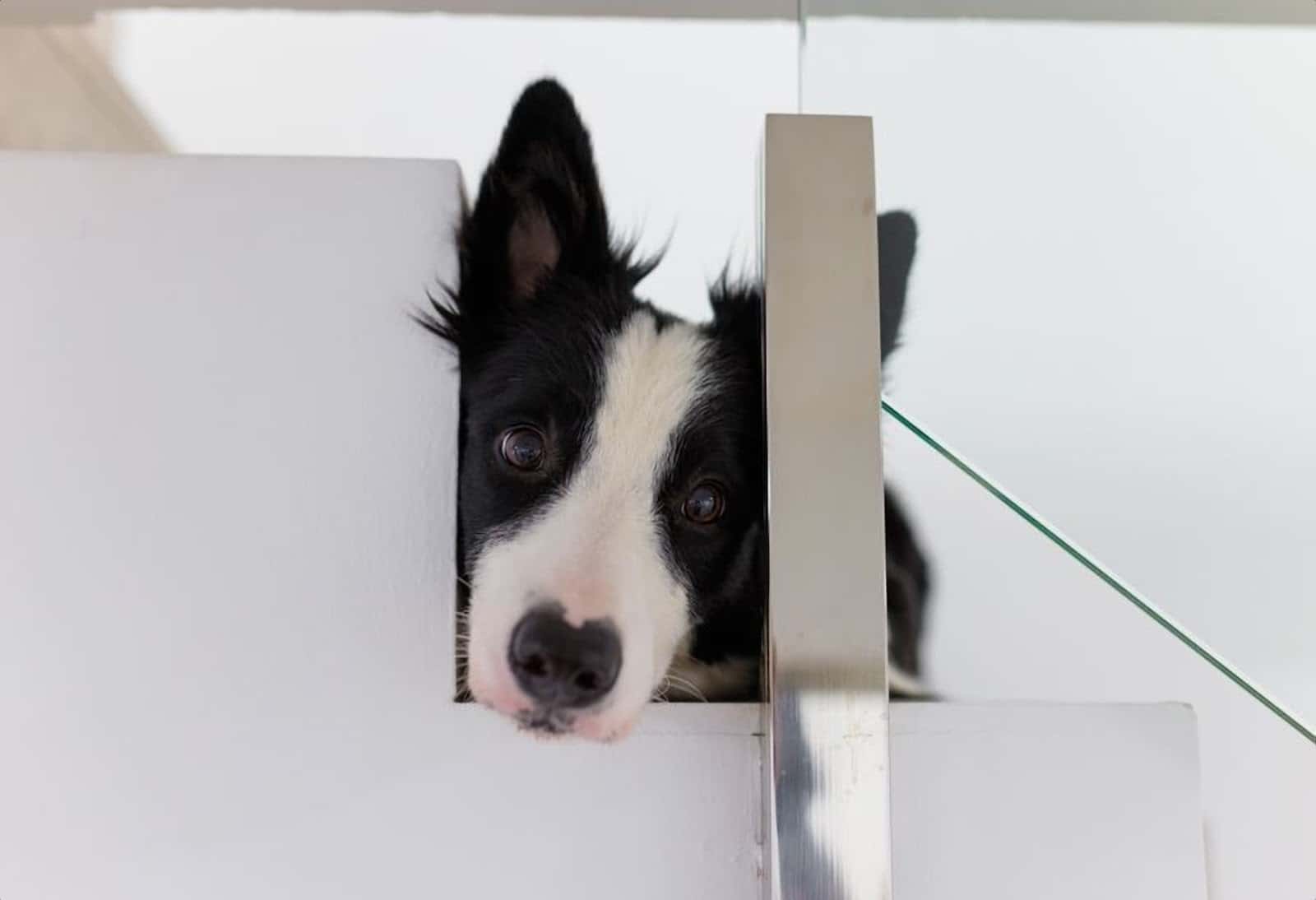 Clínica Veterinaria Quirino