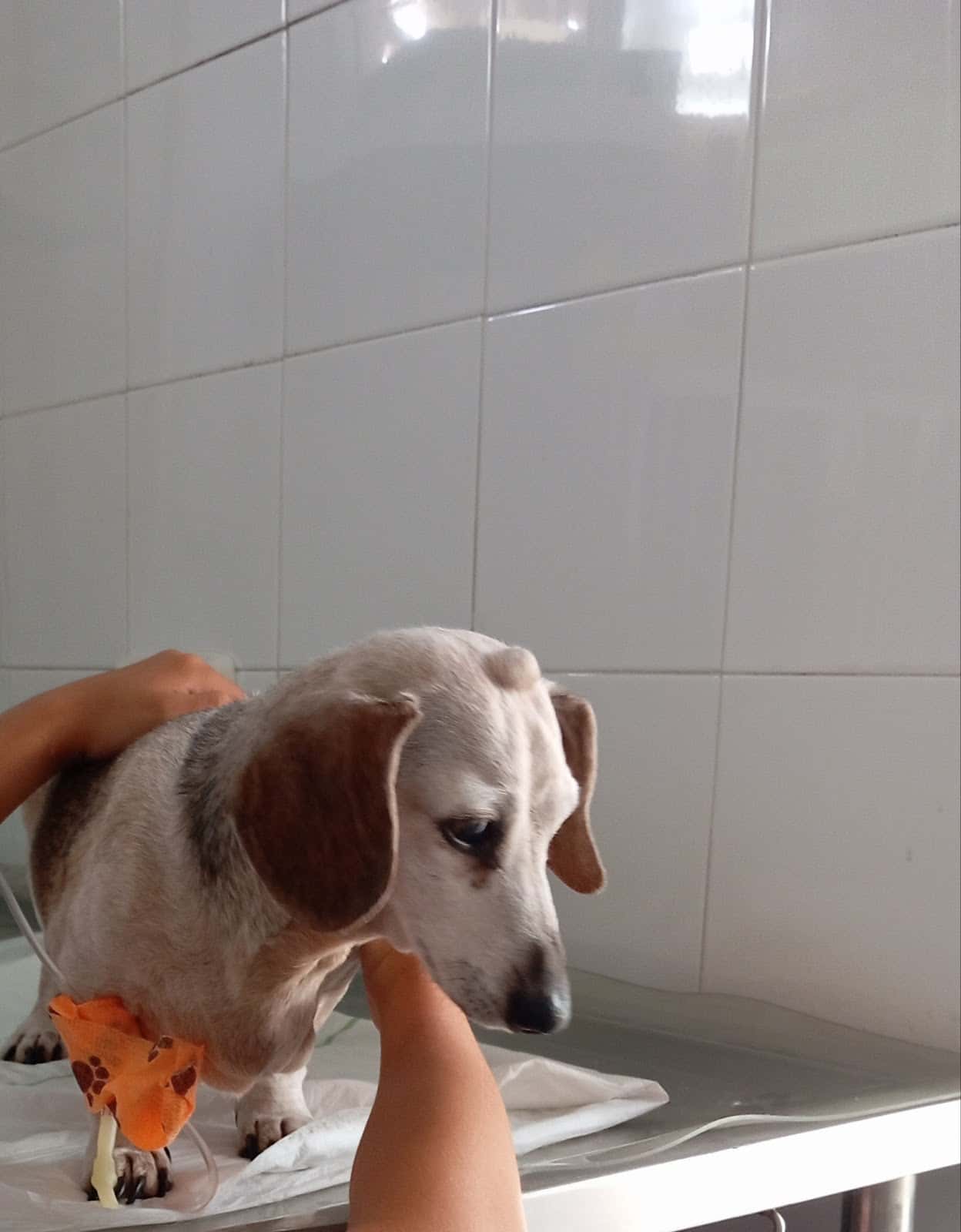 clinica veterinaria taraguilla veterinario clinica en san roque en cadiz principalImage ADOPTA Sitios Pet Friendly