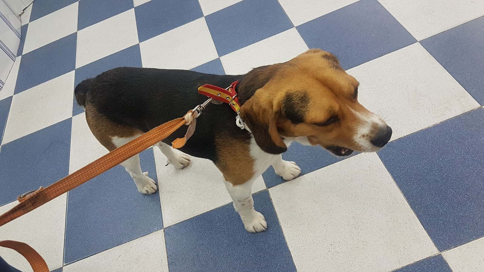 Clínica Veterinaria El Estrecho