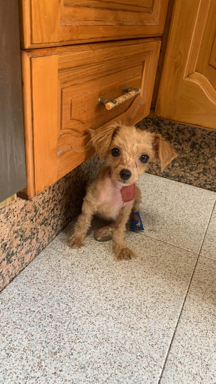 Clínica Veterinaria El Estrecho