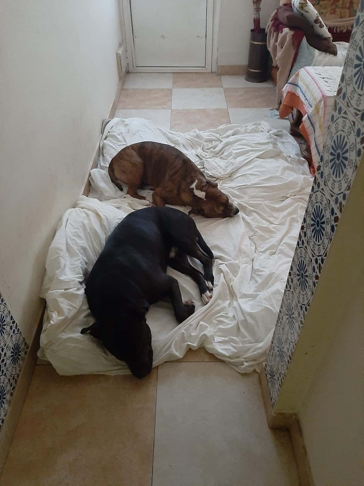 Centro Veterinario Albatros