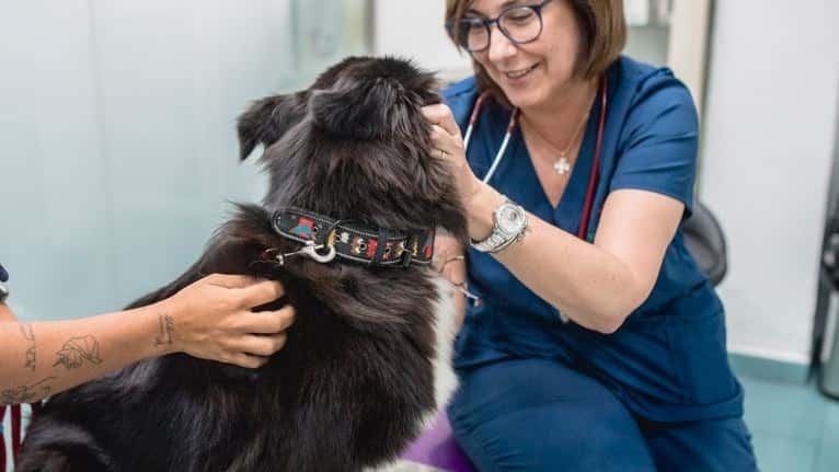 clinica veterinaria la huella veterinario clinica en algeciras en cadiz principalImage ADOPTA Sitios Pet Friendly