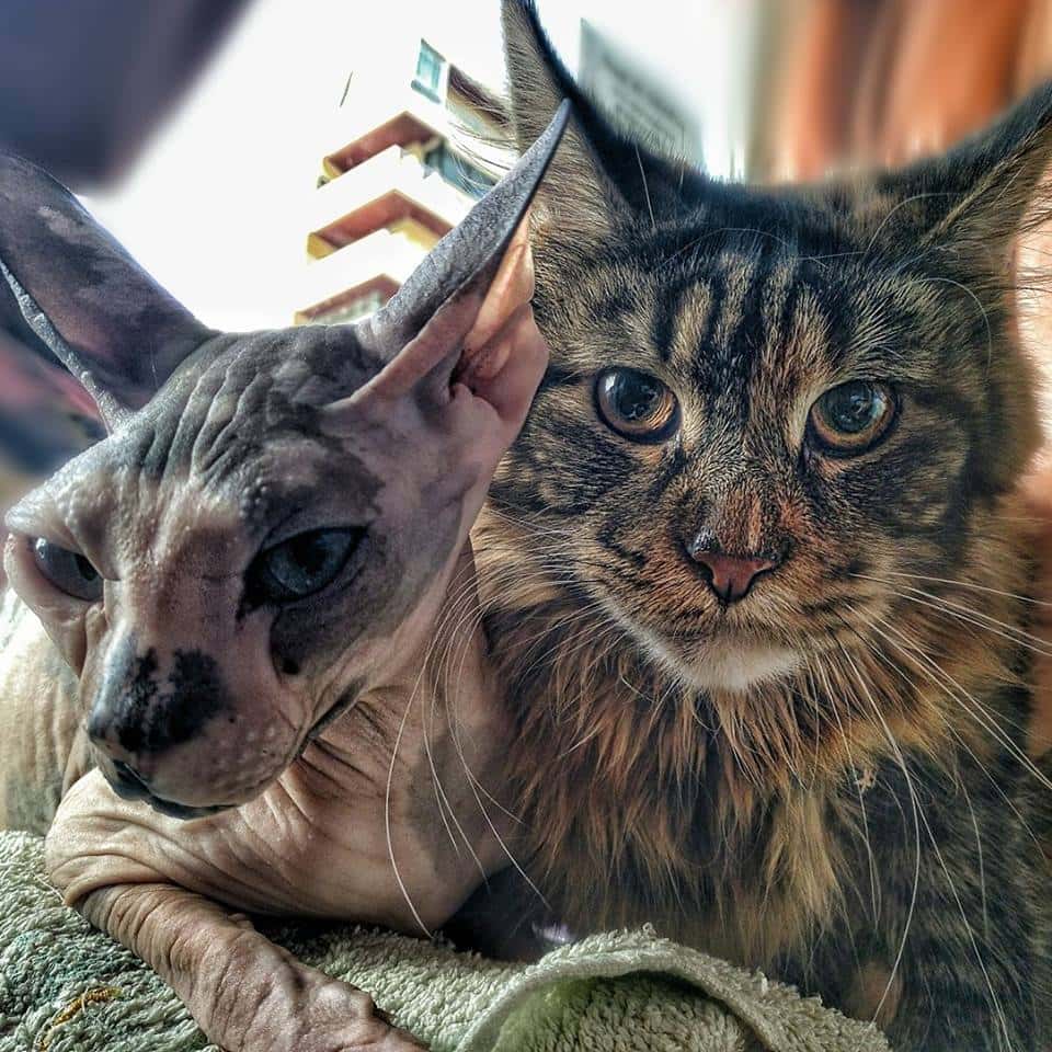 La Clínica Veterinaria de Jose