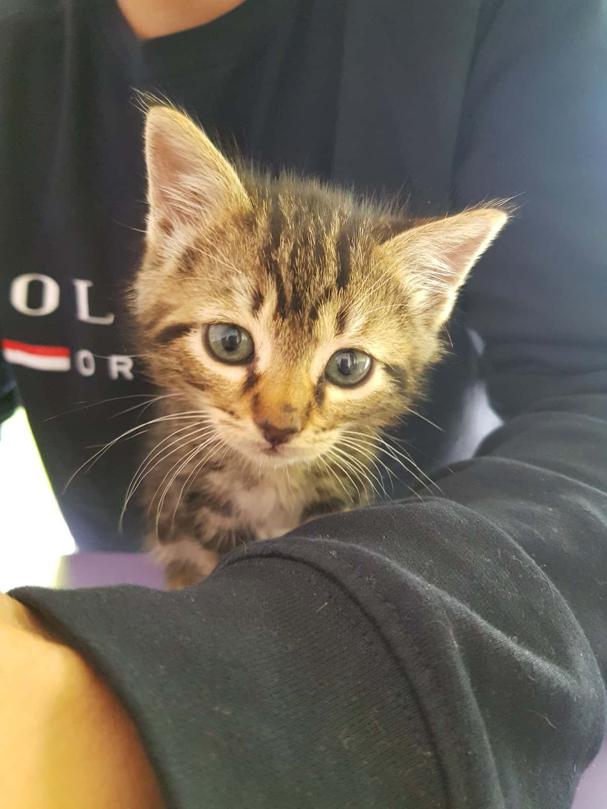 La Clínica Veterinaria de Jose