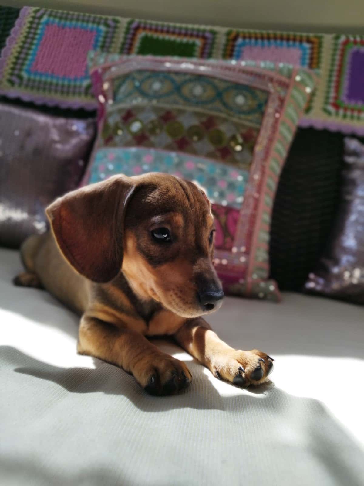 La Clínica Veterinaria de Jose