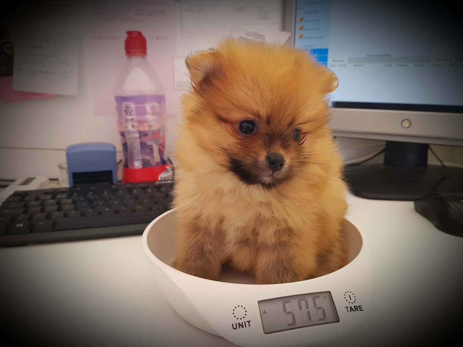 La Clínica Veterinaria de Jose