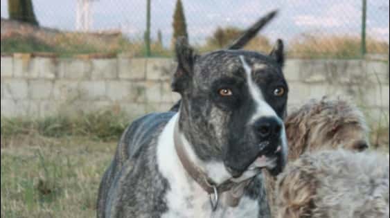 consultorio veterinario tunana veterinario centro en san roque en cadiz principalImage ADOPTA Sitios Pet Friendly