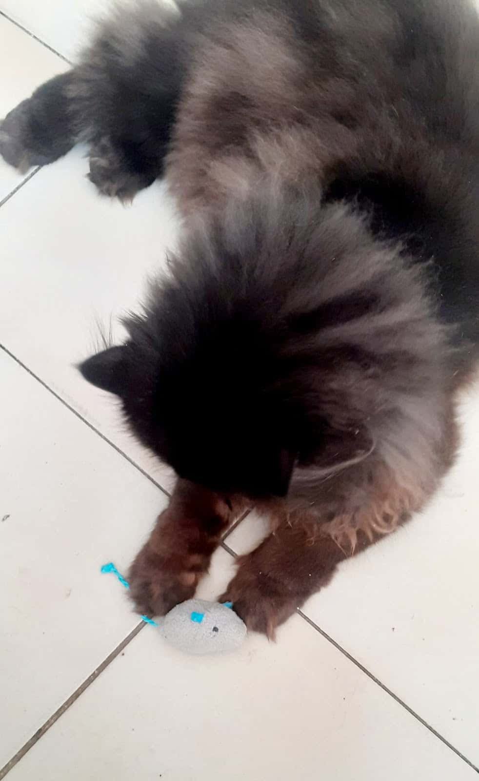 Clínica Veterinaria Saludvet