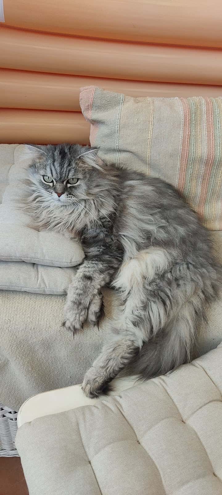 Clínica Veterinaria Saludvet