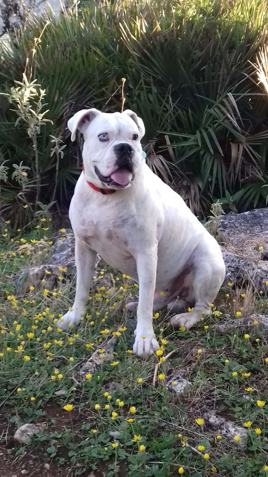 veterinario veterinario centro en ubrique en cadiz principalImage ADOPTA Sitios Pet Friendly