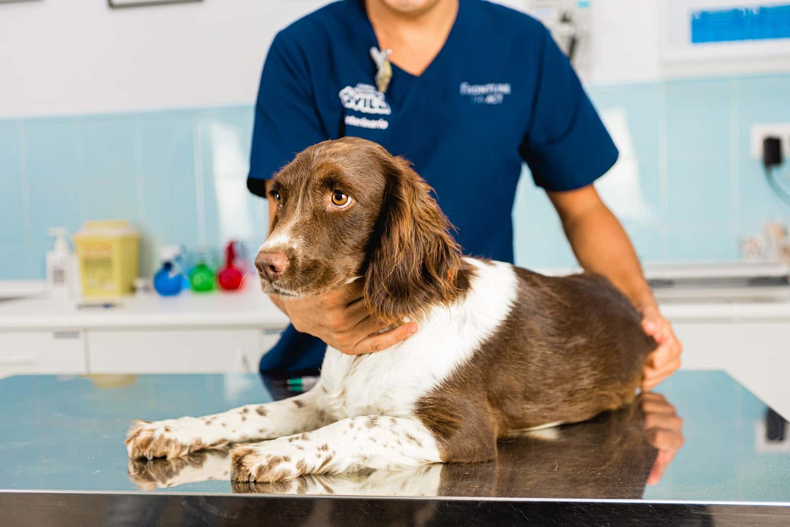 Clínica Veterinaria Ávila Chiclana