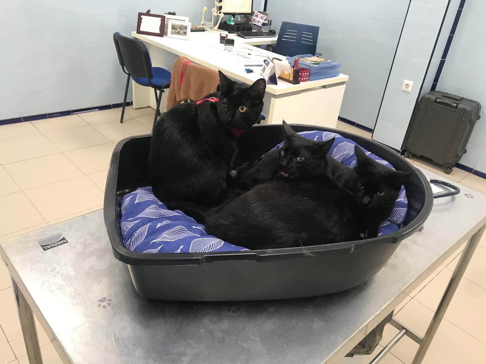 Clínica Veterinaria Ávila Chiclana