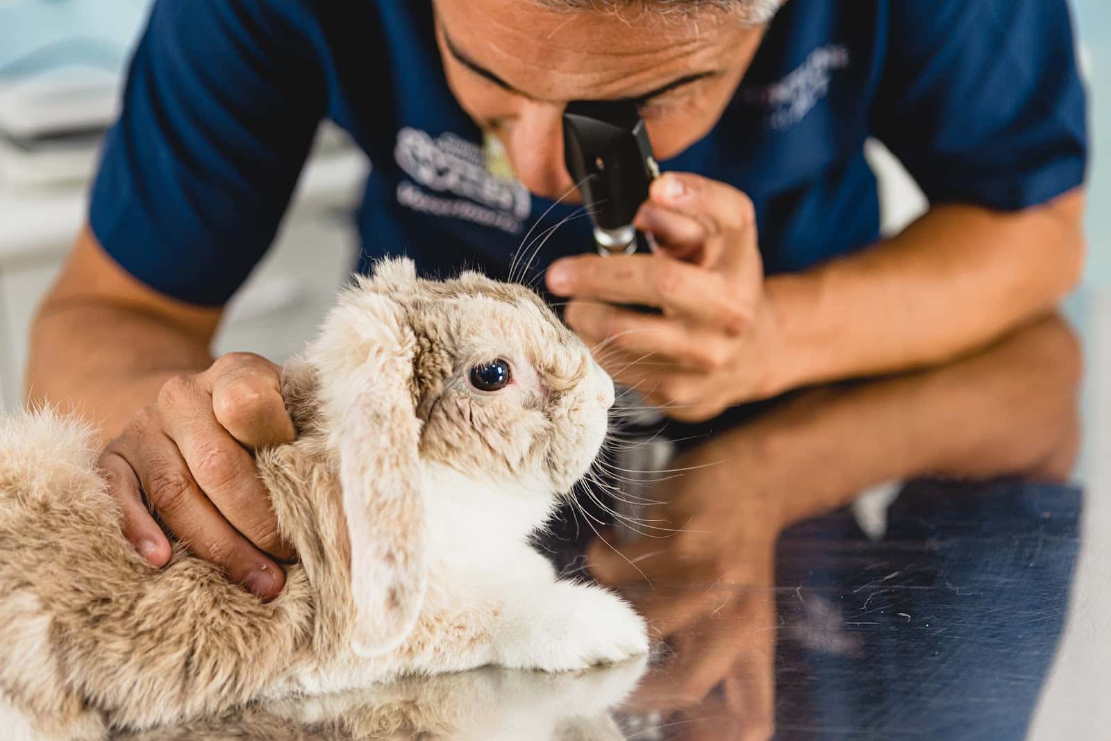 Clínica Veterinaria Ávila Chiclana