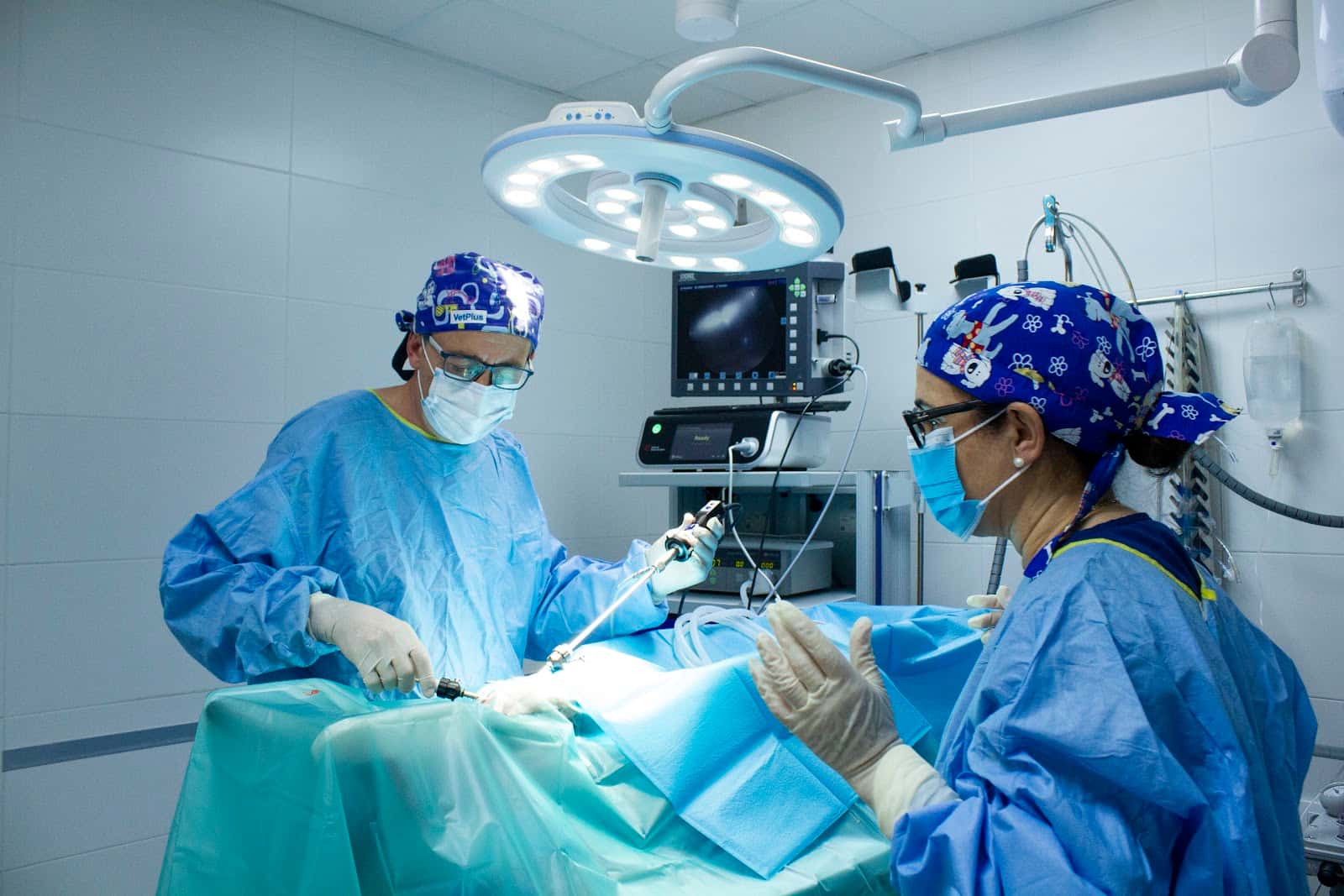 Evidensia La Arboleda Hospital Veterinario