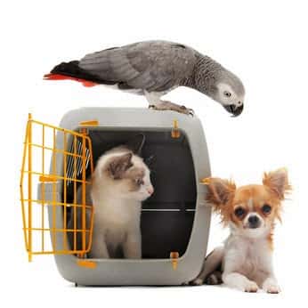 Centro Veterinario ARGOS
