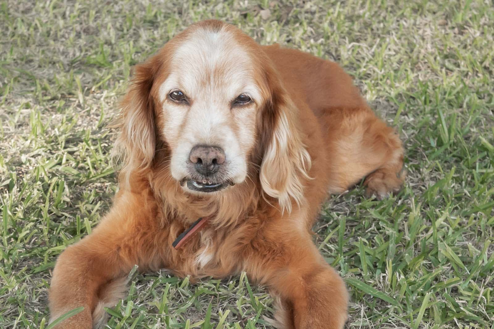 Clínica Veterinaría la Noria