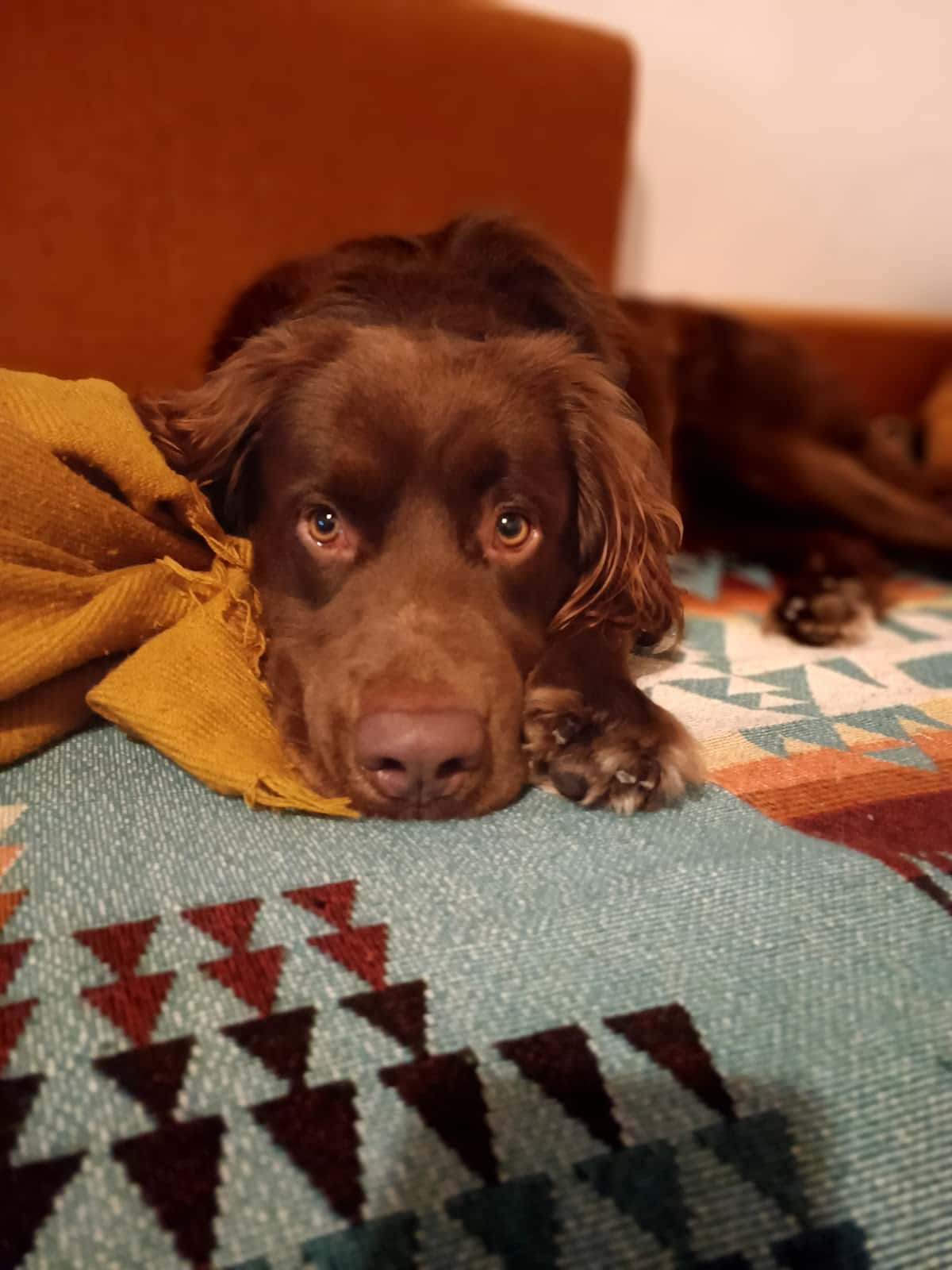 Clínica Veterinaría la Noria