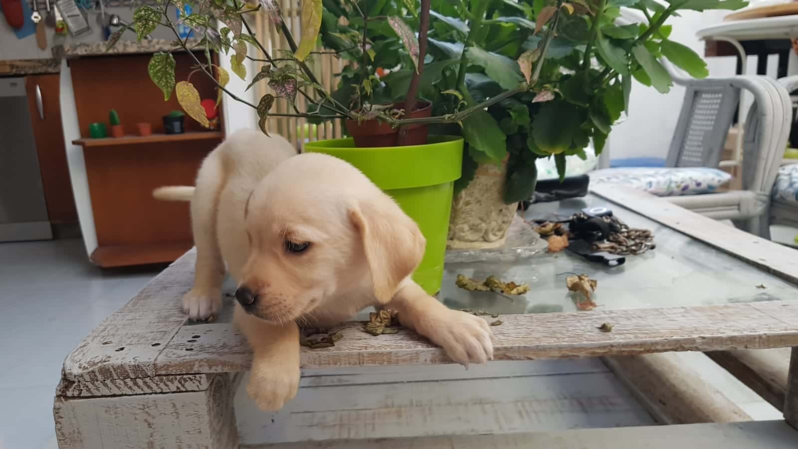 Clínica Veterinaría la Noria