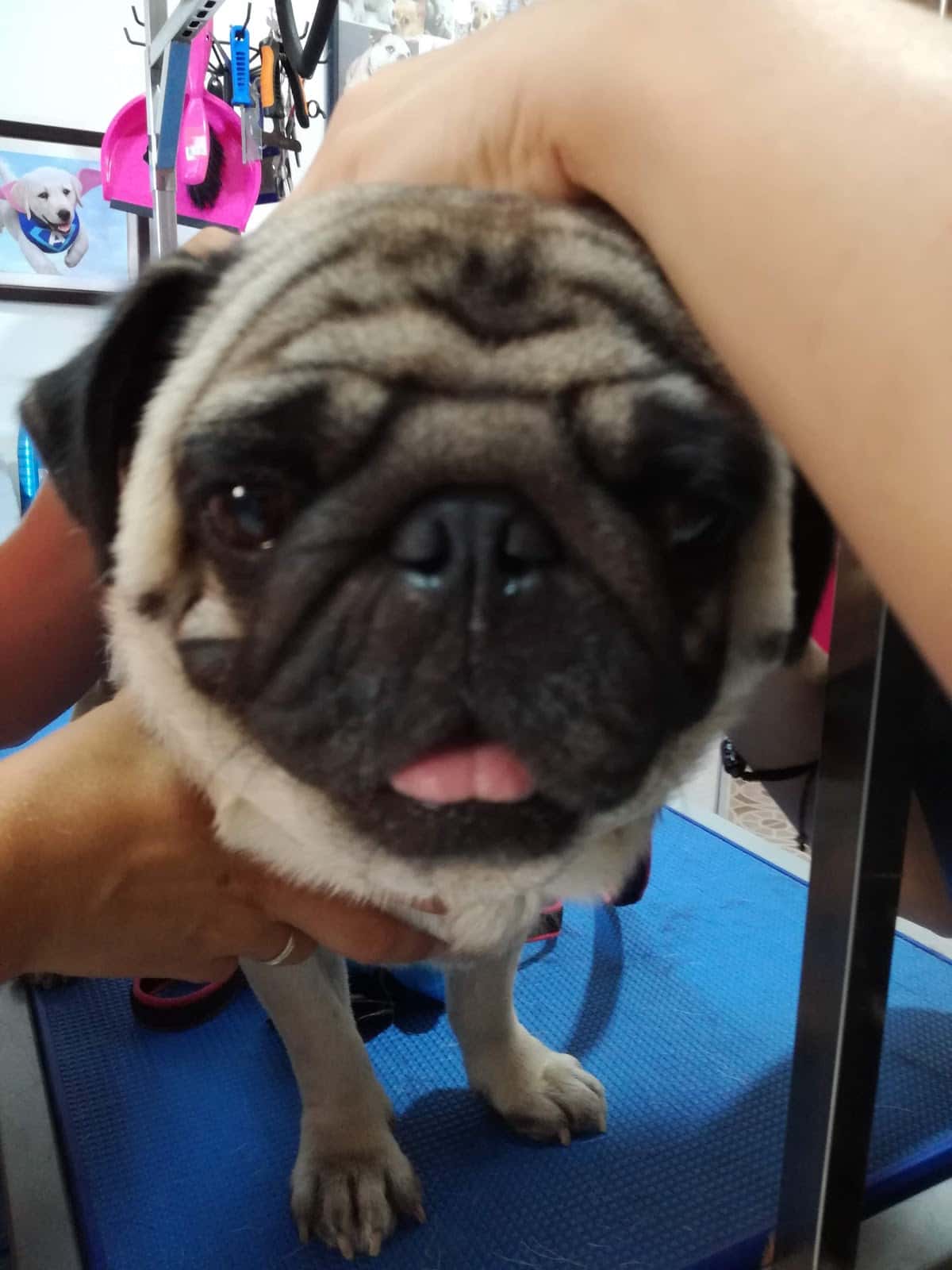 Clínica Veterinaría la Noria