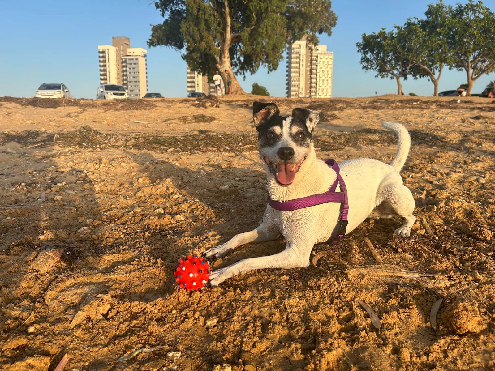 citavet veterinario centro en san fernando en cadiz principalImage ADOPTA Sitios Pet Friendly