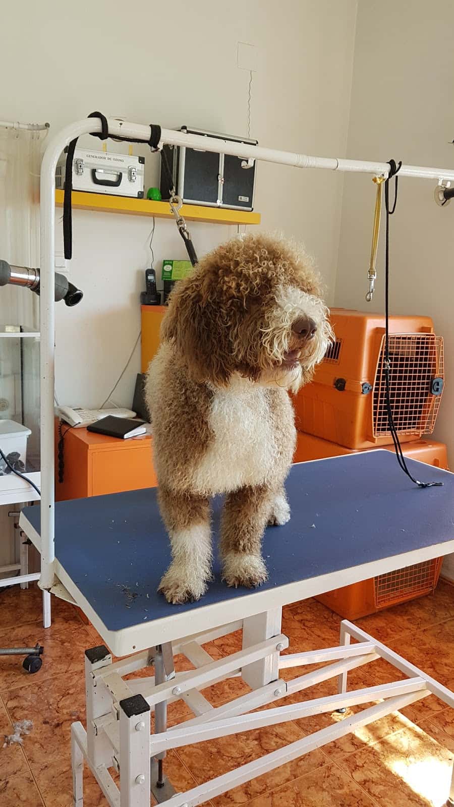 consultorio veterinario veterinario centro en el puerto de santa maria en cadiz principalImage ADOPTA Sitios Pet Friendly