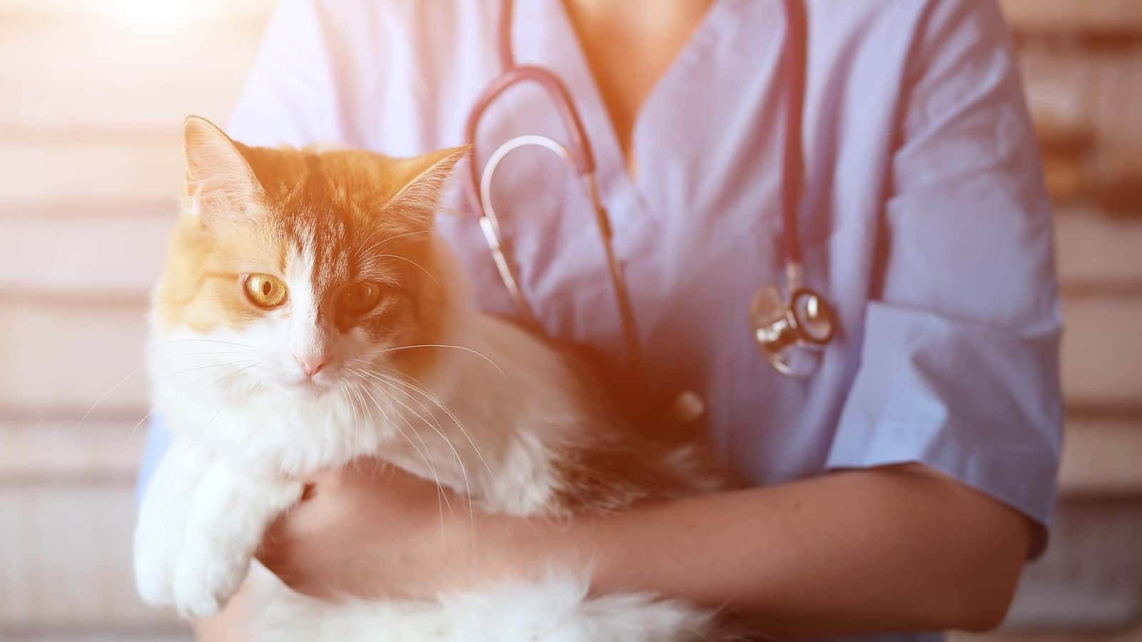 clinica veterinaria fuentebravia veterinario clinica en el puerto de santa maria en cadiz principalImage ADOPTA Sitios Pet Friendly