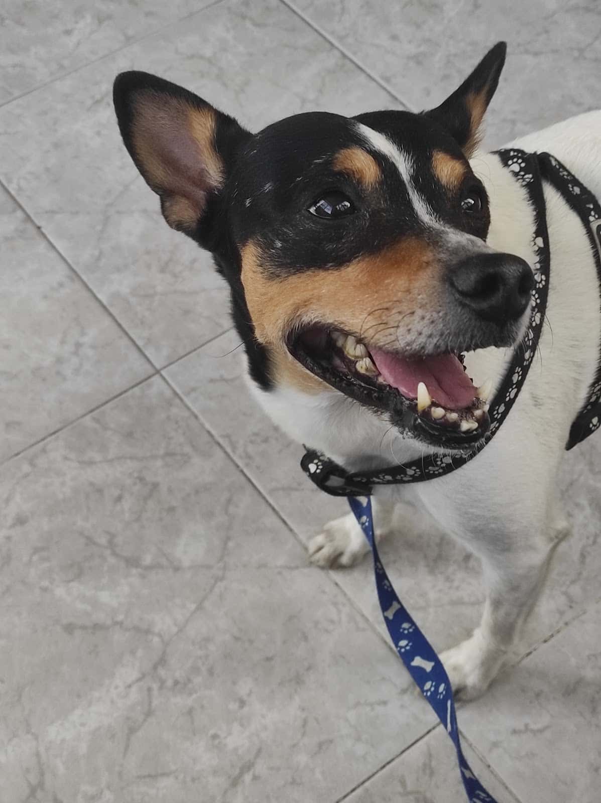Clínica Veterinaria Santa María