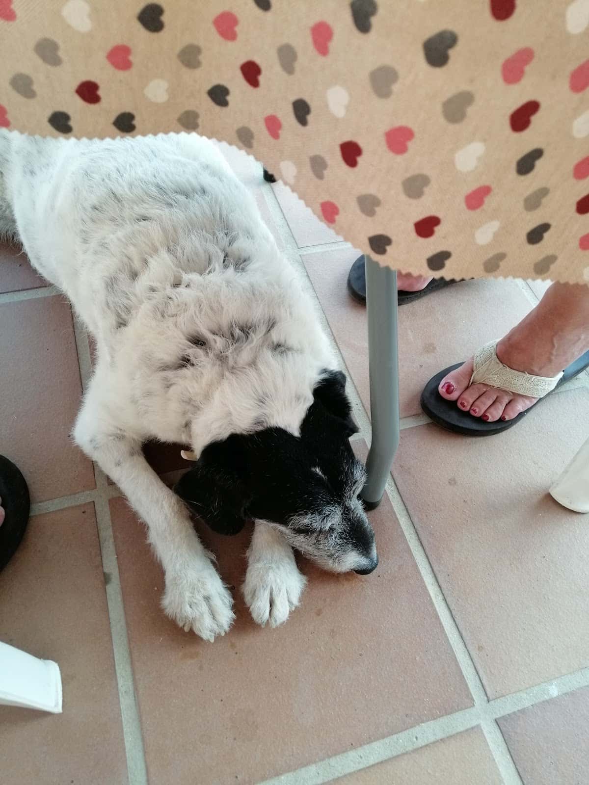 Atlántico Centro Veterinario