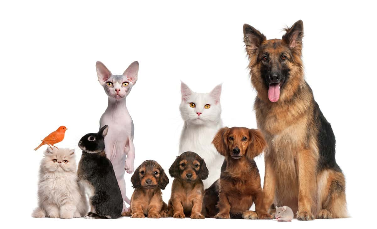 atlantico centro veterinario veterinario centro en conil de la frontera en cadiz principalImage ADOPTA Sitios Pet Friendly