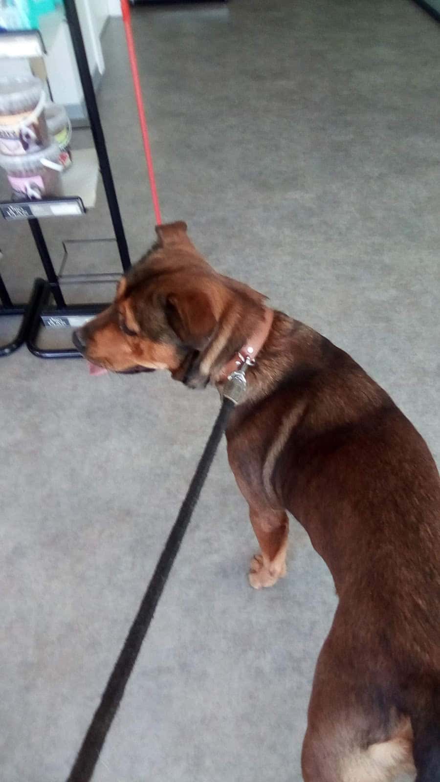 MISALVET( Clinica Veterinaria)