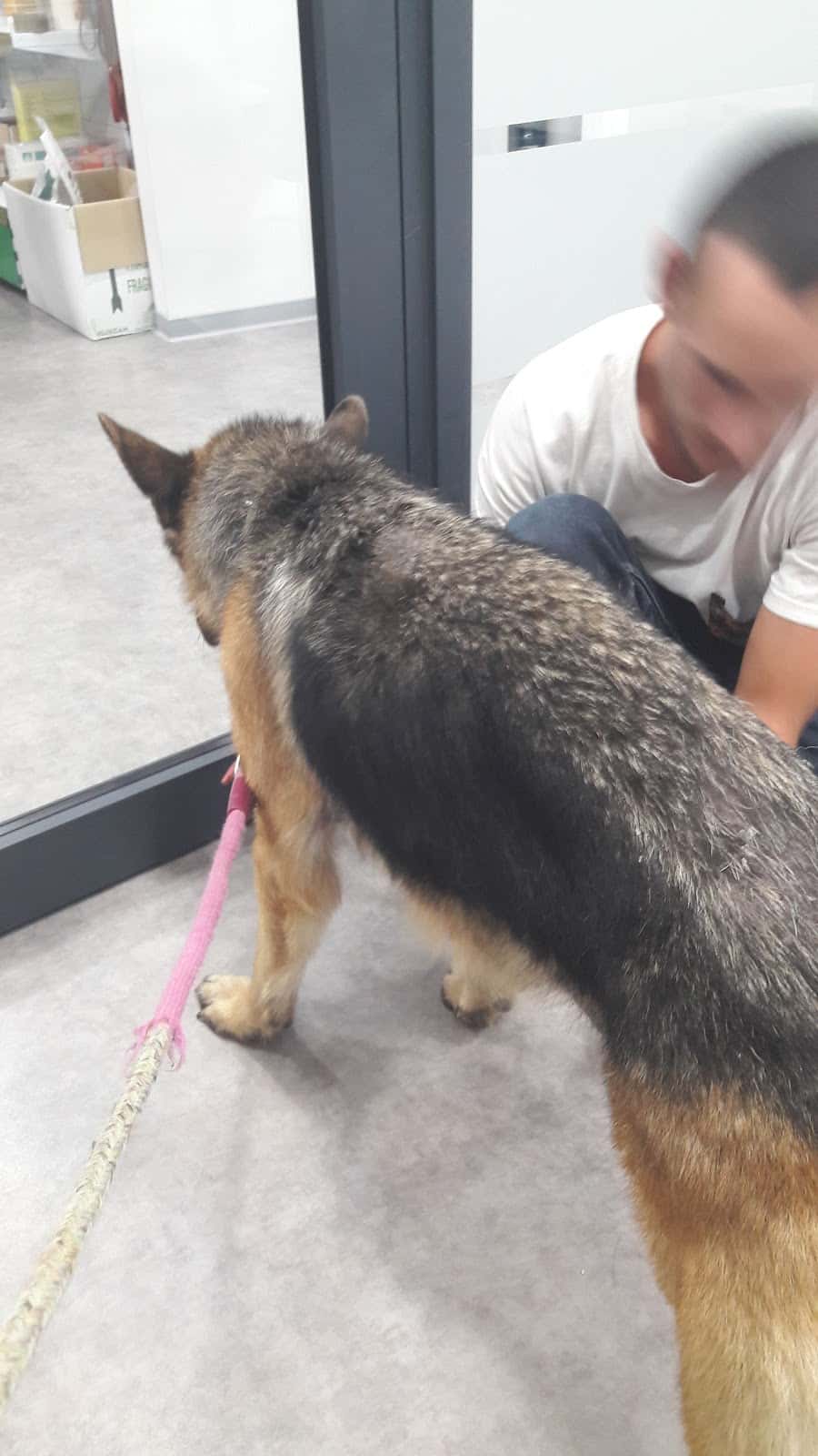 misalvet  clinica veterinaria  veterinario clinica en medina sidonia en cadiz principalImage ADOPTA Sitios Pet Friendly