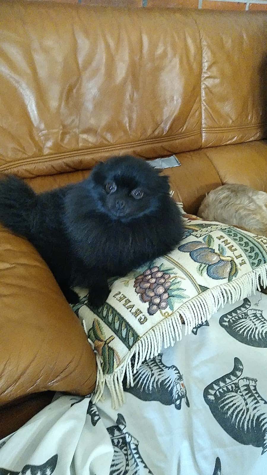 Clínica Veterinaria La Barca