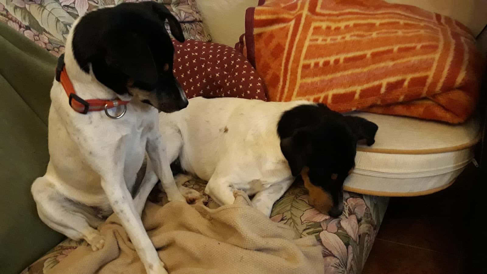 Clínica Veterinaria La Barca