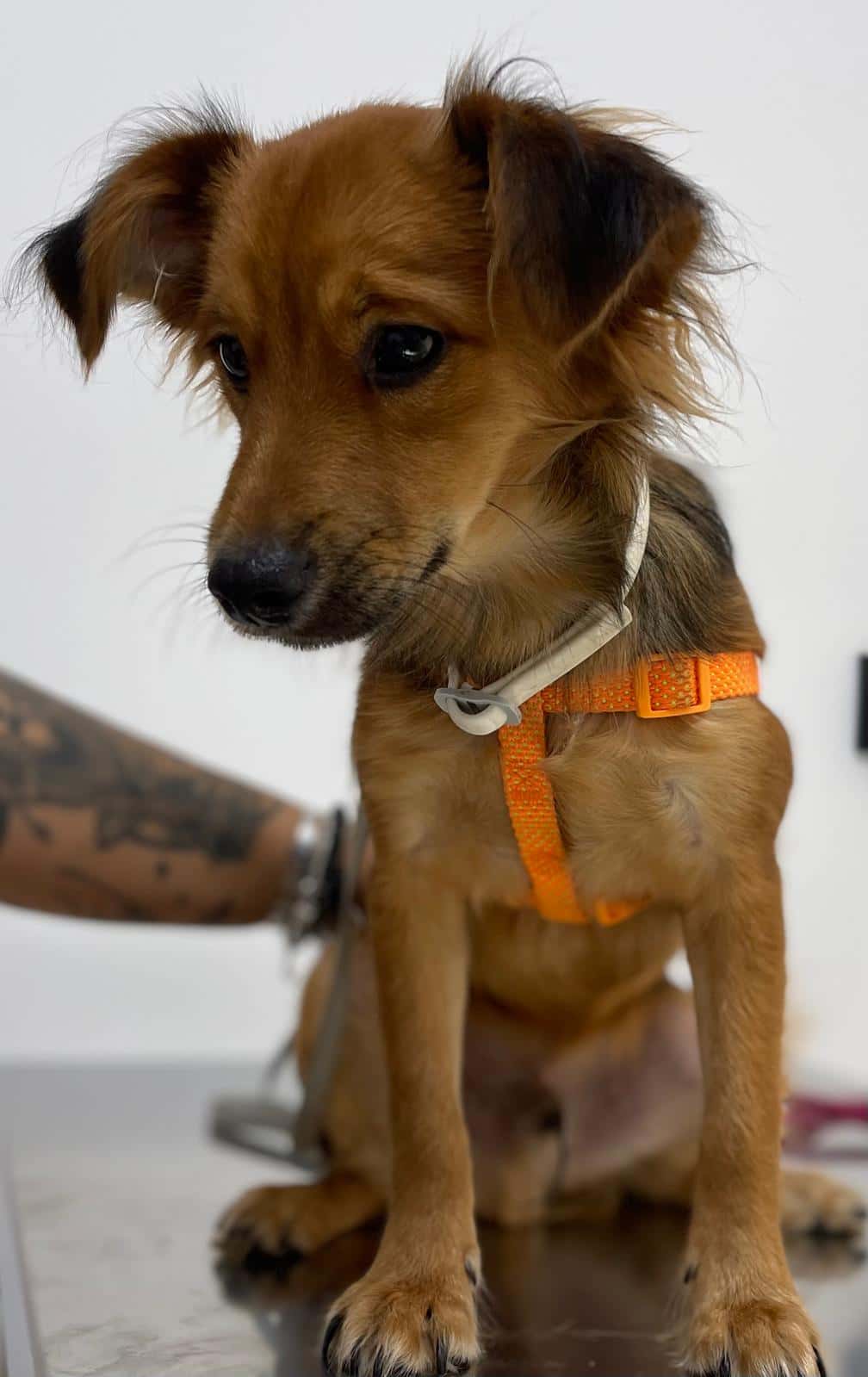 clinica veterinaria yuliam s veterinary care veterinario clinica en san luis de sabinillas en malaga principalImage ADOPTA Sitios Pet Friendly
