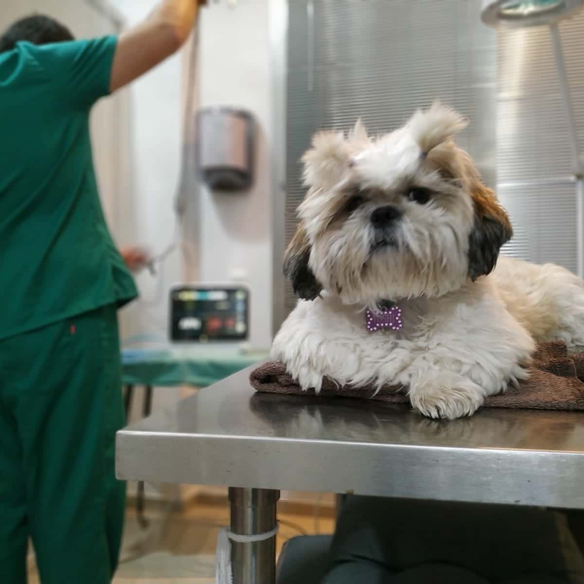 Centro Veterinario San Jerónimo